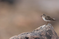 Temmincks Stint, Skallelv Neset, Norway, June 2023