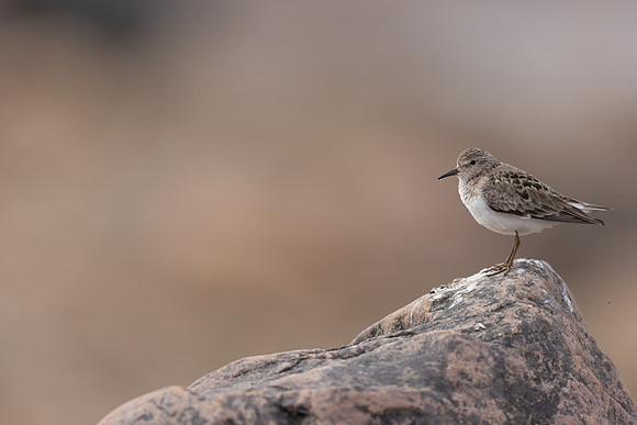 Temmincks Stint, Skallelv Neset, Norway, June 2023