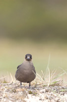 Arctic Skua, Skallelv Neset, Norway, June 2023