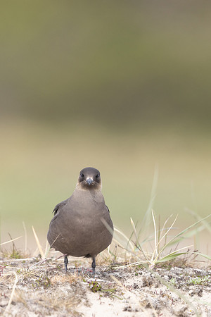 Arctic Skua, Skallelv Neset, Norway, June 2023