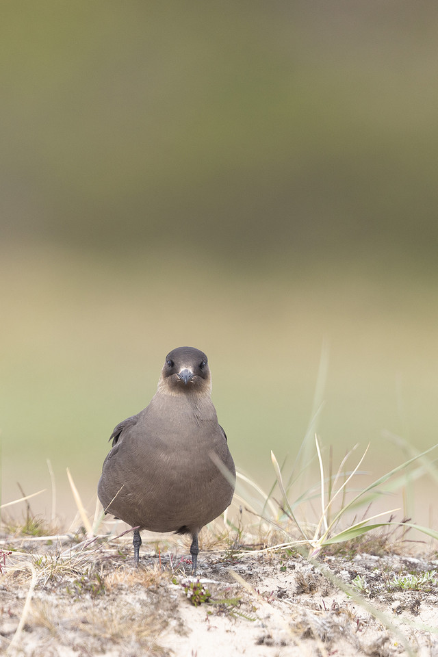 Arctic Skua, Skallelv Neset, Norway, June 2023