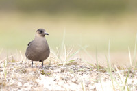 Arctic Skua, Skallelv Neset, Norway, June 2023