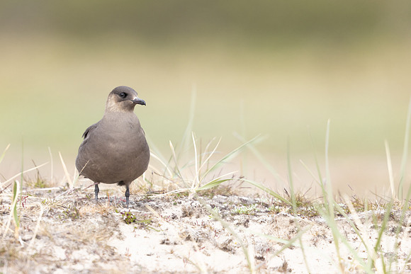 Arctic Skua, Skallelv Neset, Norway, June 2023