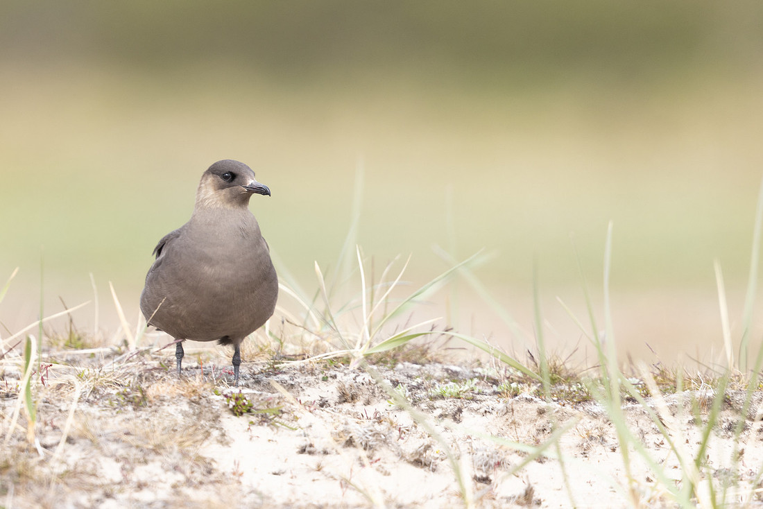 Arctic Skua, Skallelv Neset, Norway, June 2023