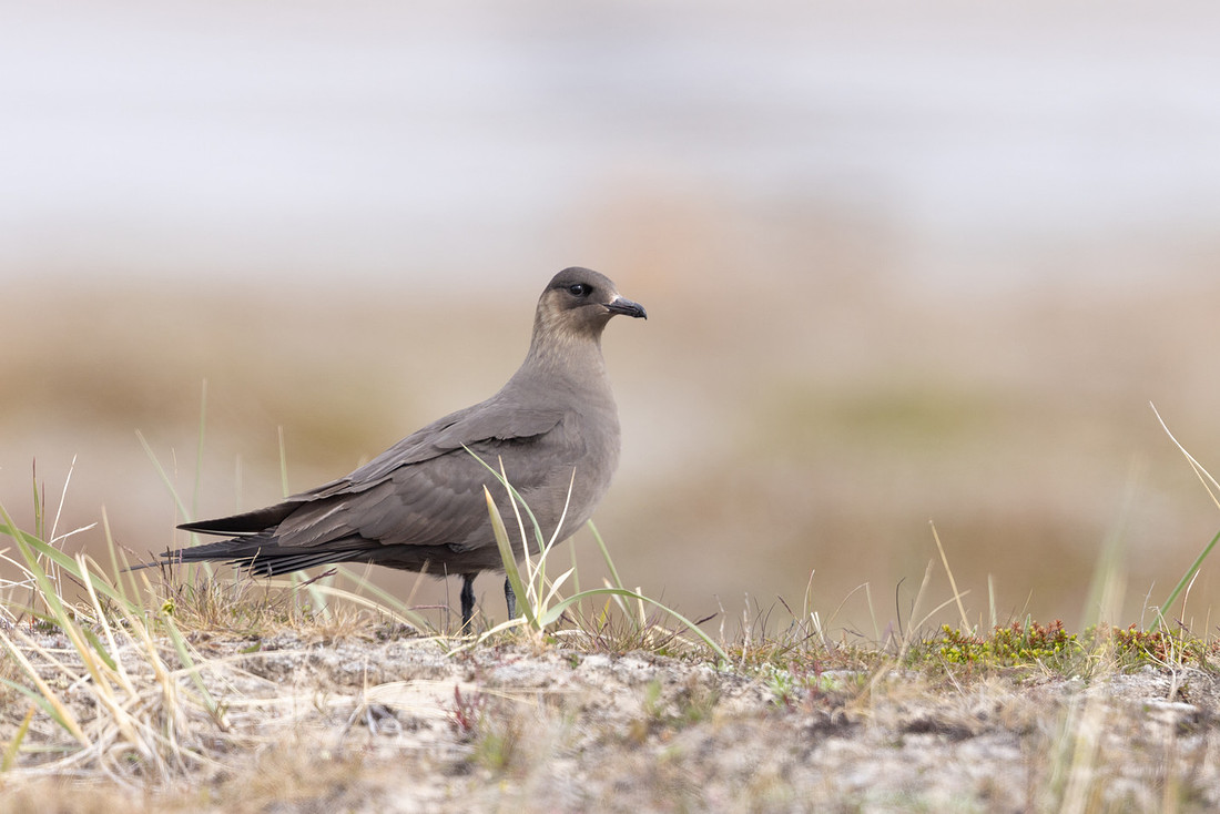 Arctic Skua, Skallelv Neset, Norway, June 2023