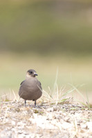 Arctic Skua, Skallelv Neset, Norway, June 2023