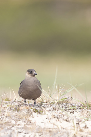 Arctic Skua, Skallelv Neset, Norway, June 2023