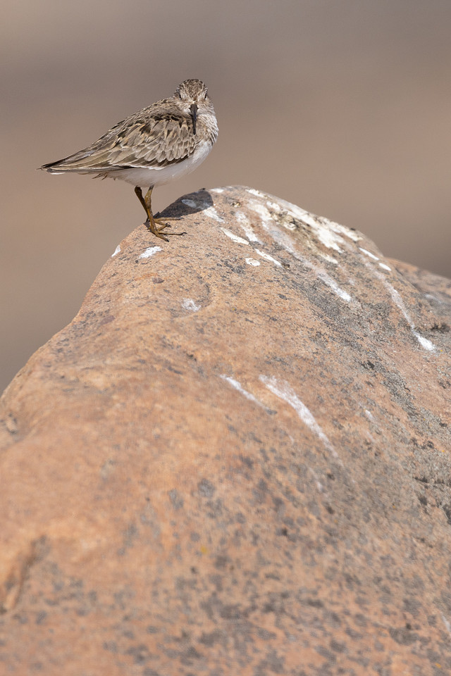 Temmincks Stint, Skallelv Neset, Norway, June 2023