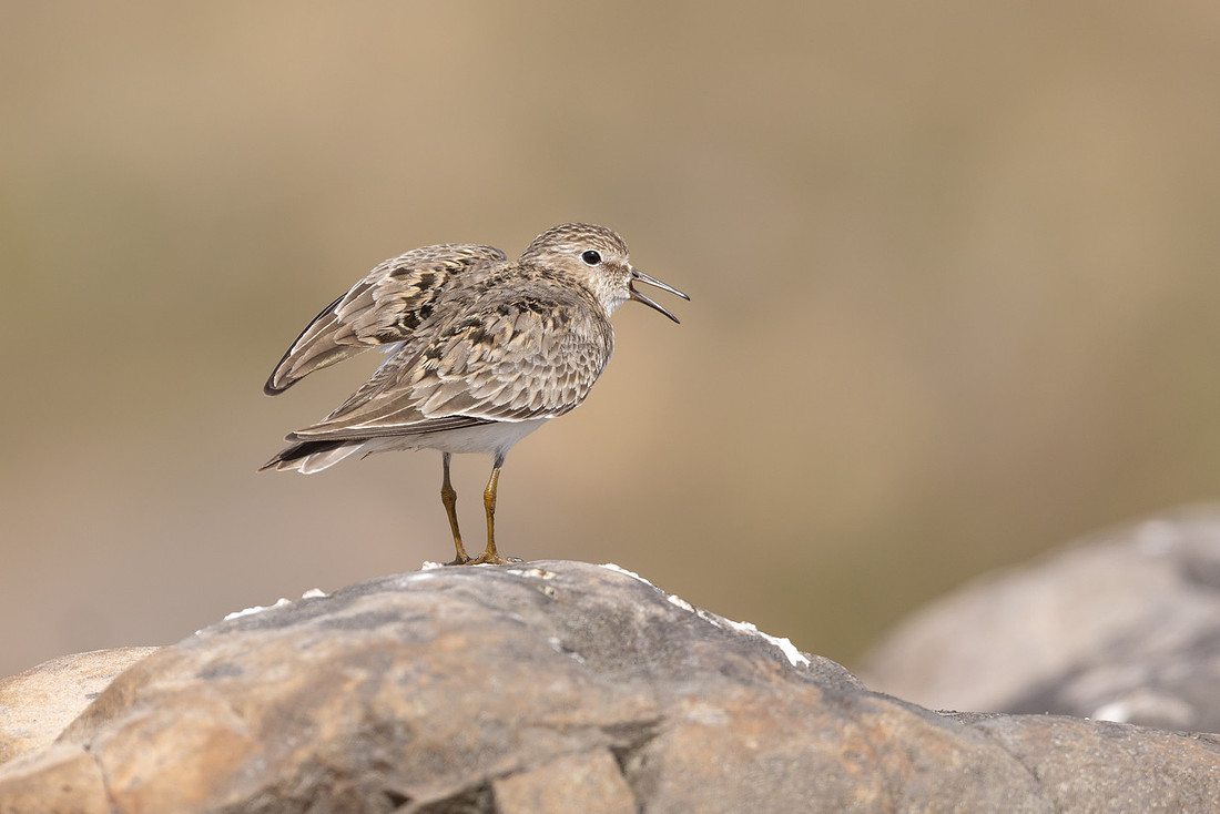 Temmincks Stint, Skallelv Neset, Norway, June 2023