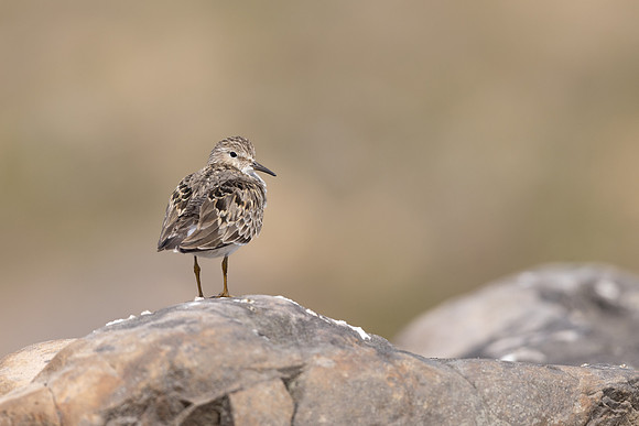 Temmincks Stint, Skallelv Neset, Norway, June 2023