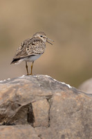 Temmincks Stint, Skallelv, Norway June 2023