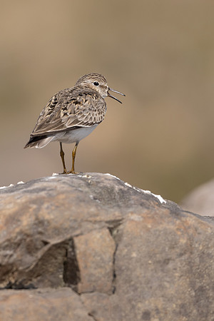 Temmincks Stint, Skallelv, Norway June 2023