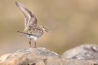 Temmincks Stint, Skallelv, Norway June 2023