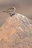 Temmincks Stint, Skallelv, Norway June 2023