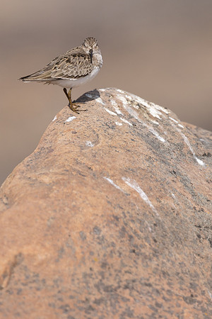 Temmincks Stint, Skallelv, Norway June 2023