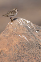 Temmincks Stint, Skallelv, Norway June 2023