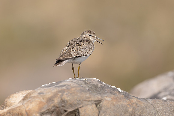 Temmincks Stint, Skallelv, Norway June 2023
