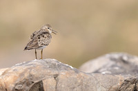 Temmincks Stint, Skallelv, Norway June 2023