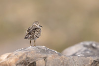Temmincks Stint, Skallelv, Norway June 2023