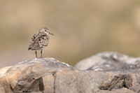 Temmincks Stint, Skallelv, Norway June 2023.