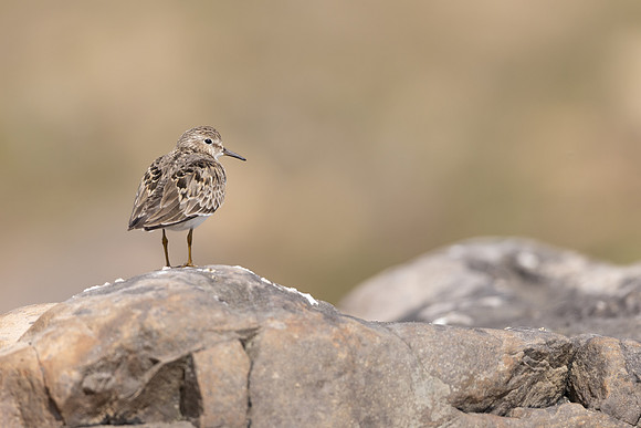 Temmincks Stint, Skallelv, Norway June 2023.
