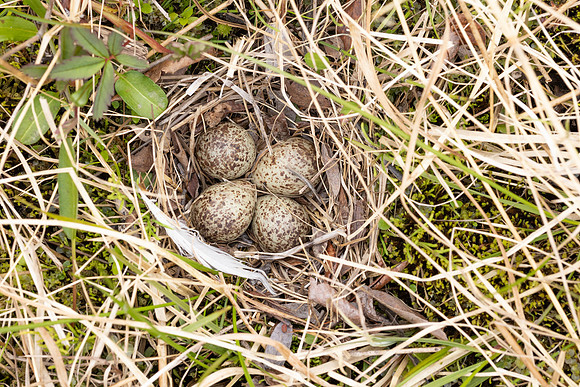 Temmincks Stint, Skallelv, Norway, June 2023 (set 1)