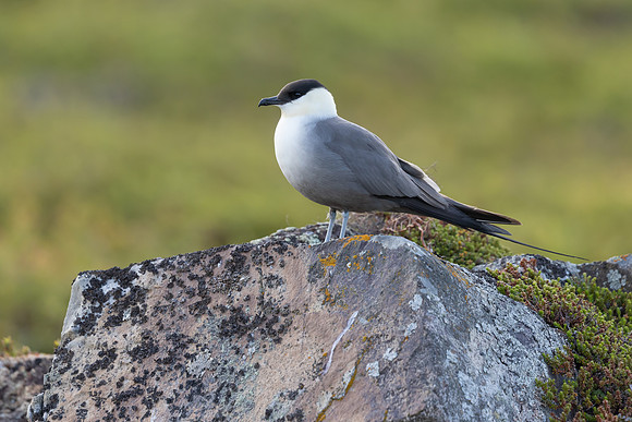Long-tailed Skua, Norway, June 2023