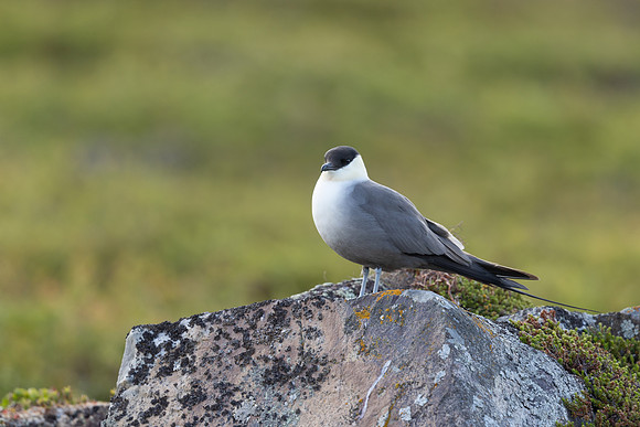 Long-tailed Skua, Norway, June 2023.