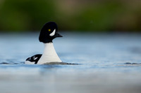 Barrows Goldeneye, River Laxa, Iceland, June 2022