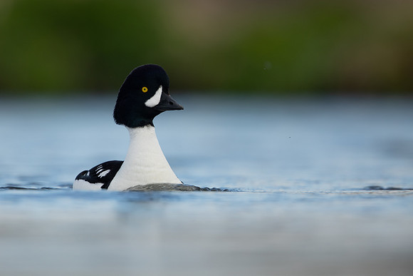 Barrows Goldeneye, River Laxa, Iceland, June 2022