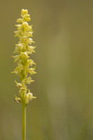 Musk Orchid, Cleeve common, June 2024