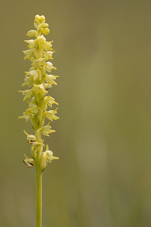 Musk Orchid, Cleeve common, June 2024
