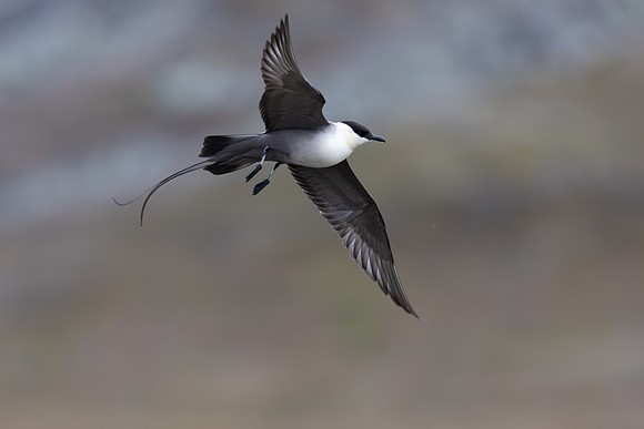 Long-tailed Skua, Áilegas fell, Finland, June 2025