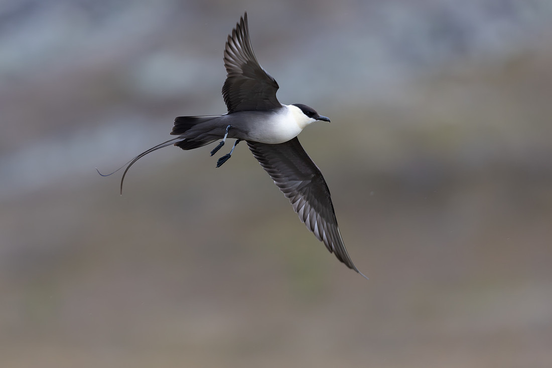 Long-tailed Skua, Áilegas fell, Finland, June 2025