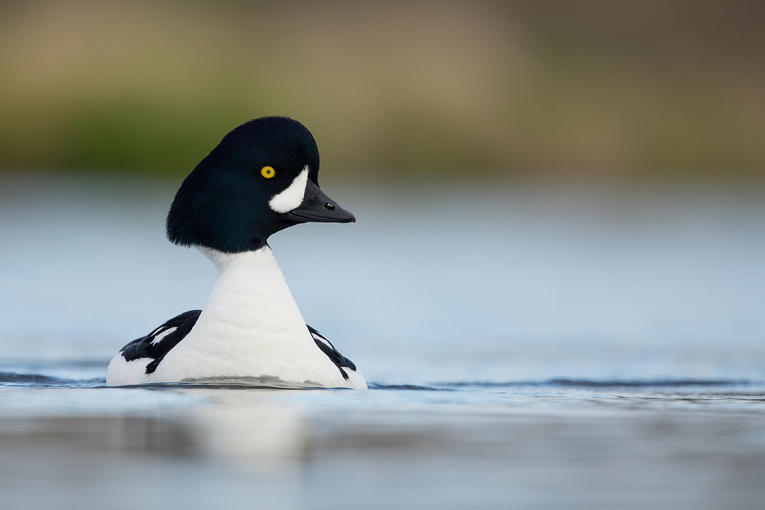 Barrow's Goldeneye, River Laxa, Iceland, May 2022