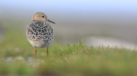 Buff-breasted Sandpiper, Davidstow Airfield, September 2017