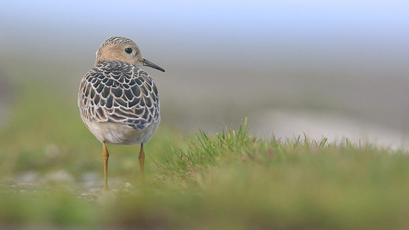 Buff-breasted Sandpiper, Davidstow Airfield, September 2017