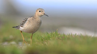Buff-breasted Sandpiper