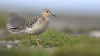 Buff-breasted Sandpiper, Davidstow Airfield, September 2017