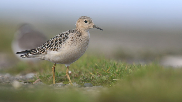 Buff-breasted Sandpiper, Davidstow Airfield, September 2017