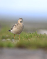 Buff-breasted Sandpiper, Davidstow Airfield, September 2017.