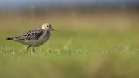 Buff-breasted Sandpiper, Davidstow Airfield, September 2017
