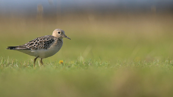 Buff-breasted Sandpiper, Davidstow Airfield, September 2017