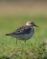 Buff-breasted Sandpiper, Davidstow Airfield, September 2017