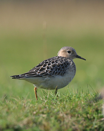Buff-breasted Sandpiper, Davidstow Airfield, September 2017
