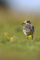 Buff-breasted Sandpiper, Davidstow Airfield, September 2017