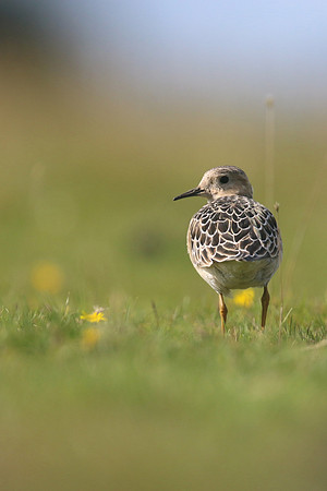 Buff-breasted Sandpiper, Davidstow Airfield, September 2017