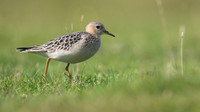 Buff-breasted Sandpiper, Davidstow Airfield, September 2017