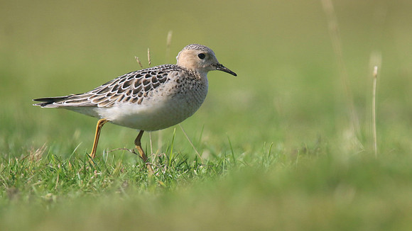 Buff-breasted Sandpiper, Davidstow Airfield, September 2017