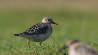 Buff-breasted Sandpiper, Davidstow Airfield, September 2017